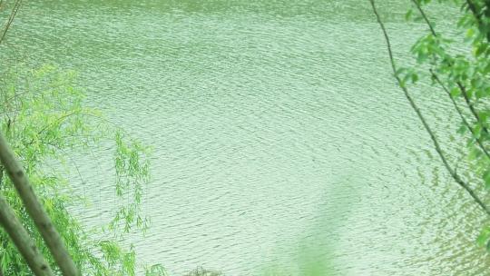 波光粼粼水面波纹嫩绿水面