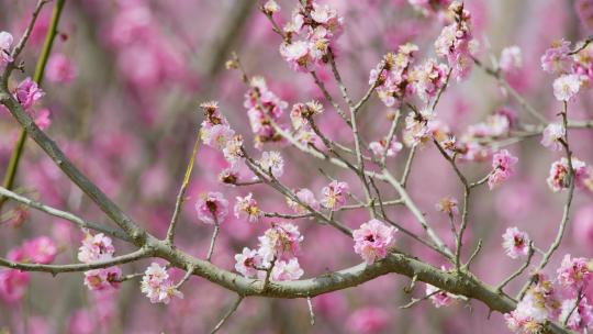 春天梅花盛开 梅园 春天到了