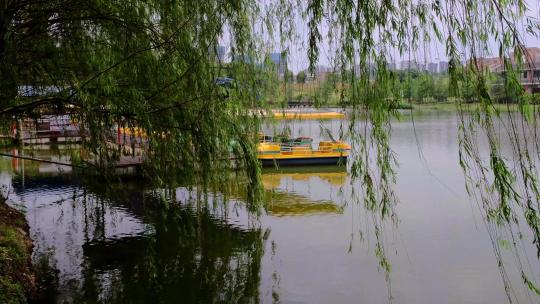 江南公园湖边柳叶