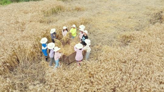 体验农耕 小朋友收割小麦 乡村游 研学视频素材模板下载