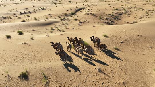 航拍内蒙古阿拉善户外旅游巴丹吉林沙漠骆驼