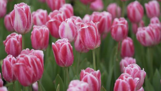 郁金香花海