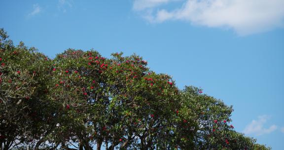 春天红色的大树杜鹃