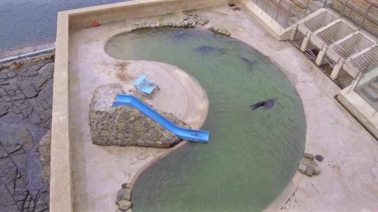 南非东伦敦水族馆的海豹。