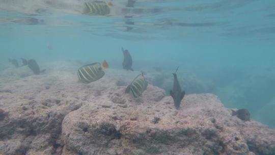 热带珊瑚礁上的鱼
