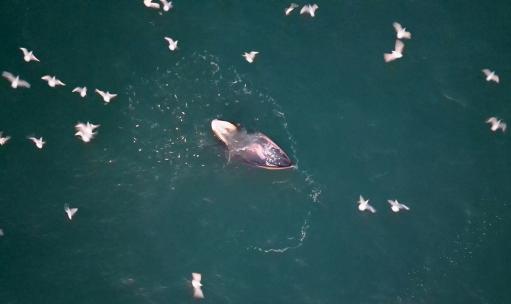 布氏鲸捕食俯拍