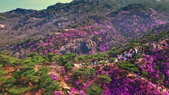 青岛大珠山杜鹃花