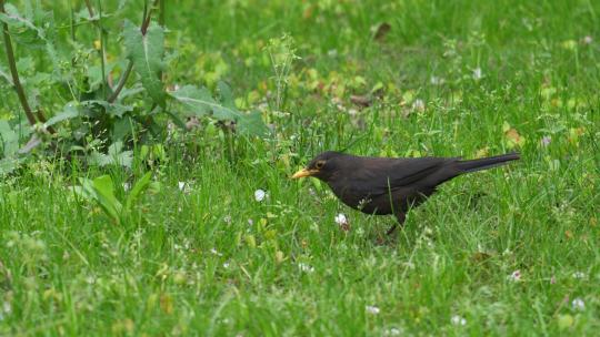春天公园绿色草坪上觅食的小鸟