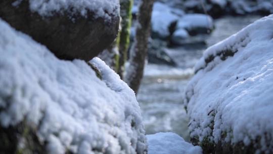 冬季湍急河流积雪植物合集