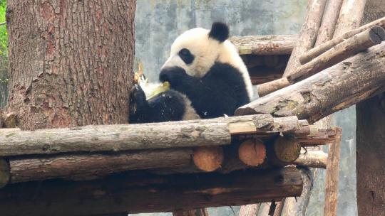 成都大熊猫繁育研究基地树上吃竹子的大熊猫