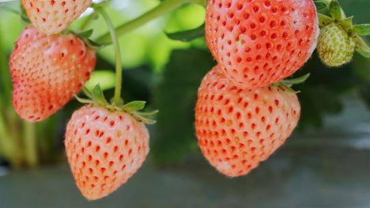 草莓丰收草莓叶子牛奶草莓特写视频素材模板下载