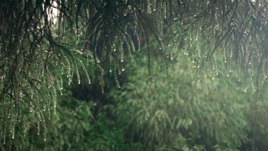 下雨天的森林绿叶