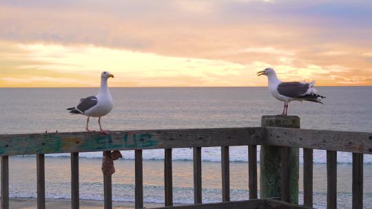 两只海鸥在海滩的木栏杆上交谈