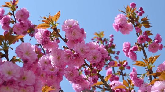 春天盛开的粉红樱花晚樱和蓝色的天空慢镜头