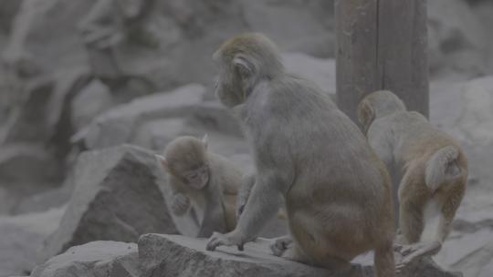 猴子灵长动物视频素材模板下载