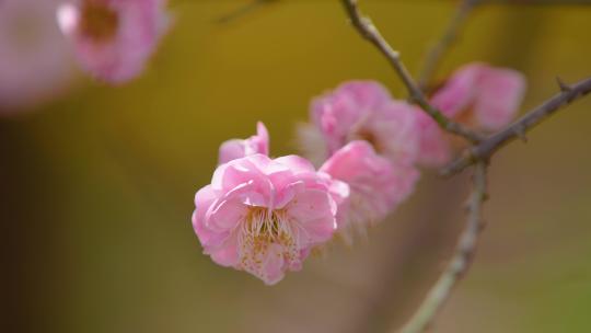 春天梅花盛开唯美特写画面