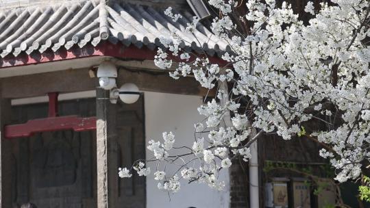 济南五龙潭，春季樱花植物盛开洁白如雪