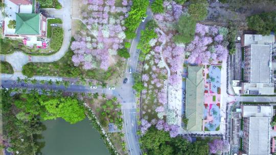 航拍华南农业大学三月紫荆花开（俯拍）视频素材模板下载