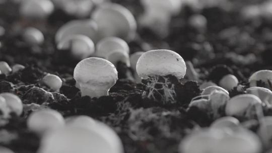 双孢菇种植