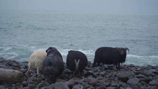 海边岩石海滩上的一群绵羊