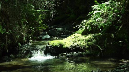 夏季山间河流山涧溪流青苔苔藓绿植青山绿水