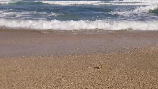 一只螃蟹以慢动作向海浪走去。