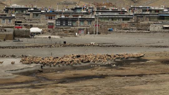 西藏牧区羊群放牧航拍