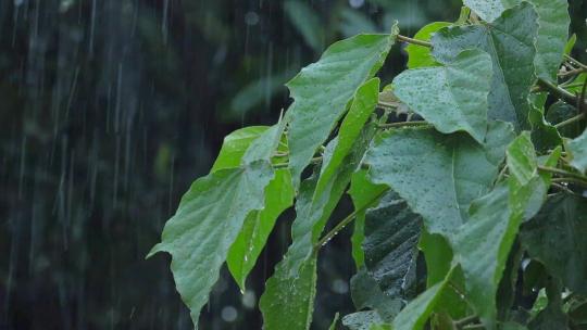 春季雨天雨水树叶雨滴