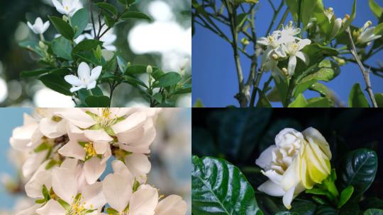 【合集】白色栀子花大自然生态鲜花开花绽放