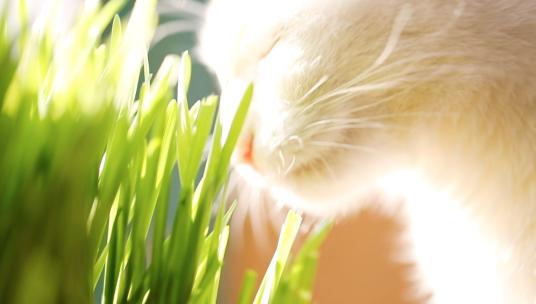 可爱猫咪吃猫草高速实拍
