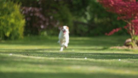 草地上奔跑的狗狗