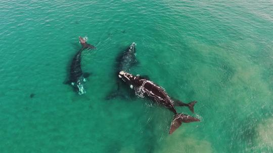 一群南露脊鲸在巴塔哥尼亚海的沙洛清澈水域游泳无人机射杀了毕