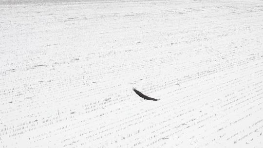 秃鹰在田野上空飞行视频素材模板下载