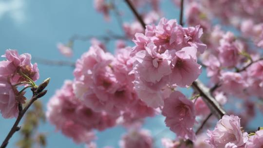 春天风吹海棠花升格