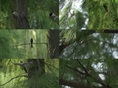 春天夏天惊蛰小鸟自然森林树林鸟儿飞翔合集
