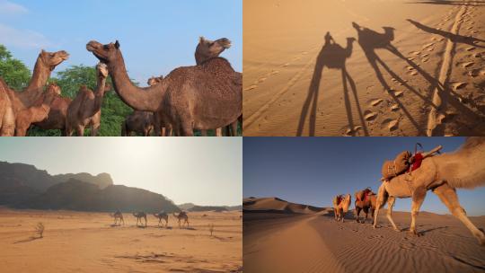 [合集]沙漠中行走的骆驼视频素材模板下载