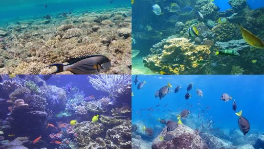 【合集】海底世界鱼群珊瑚礁高清