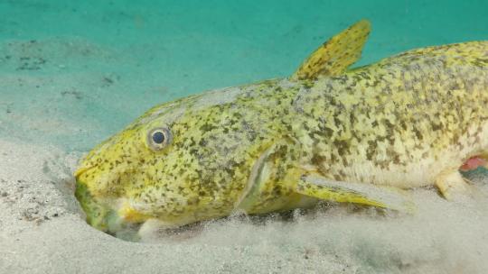 一条巨大的黄色河口鲶鱼通过嘴和鳃过滤沙子，在上面寻找食物