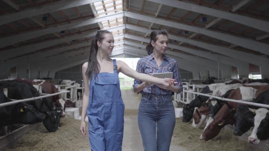 肖像两个女孩农民和农场里的奶牛一起参观谷仓