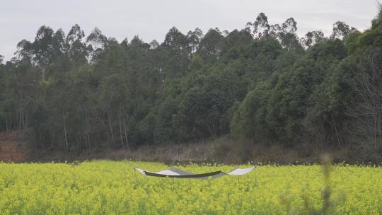 成都双流灯杆地油菜花田露营天幕风景田野