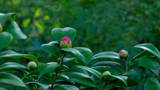 春天花园 茶花 春暖花开 山茶花