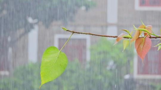 春天雨季雨水雨景树叶雨滴