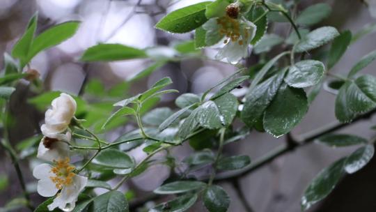 雨后的植物