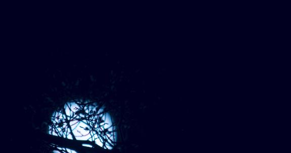 移动的月光透过树枝