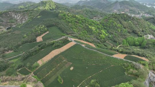 杭拍杭州余杭中泰街道茶山茶园