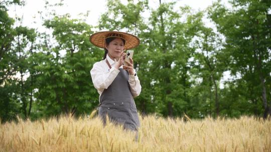中年女性农技师在西奥麦田里使用手机