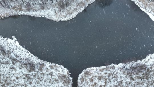 春雪风吹雪俯拍湿地水塘候鸟野鸭子