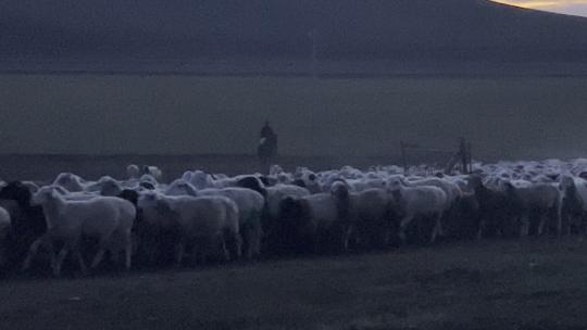 牧羊人 草原 羊群 密度