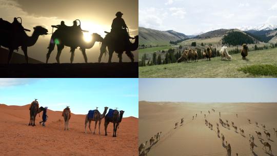 【合集】骆驼在沙漠中行走吃草