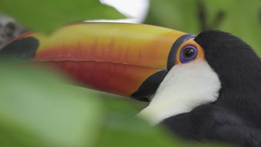 丛林树叶框住一只普通巨嘴鸟的慢动作特写镜头